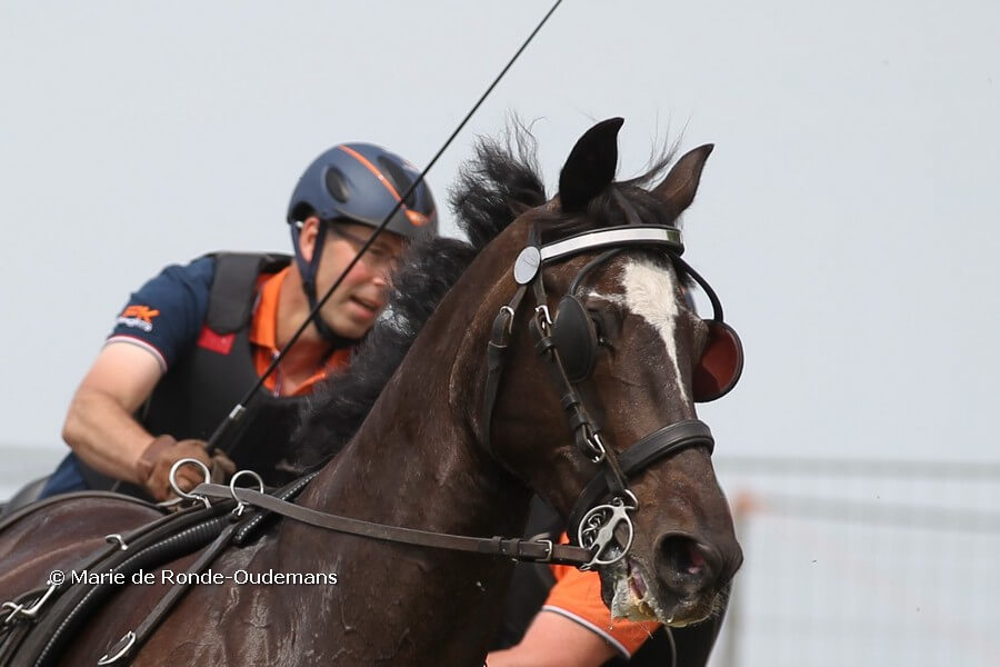 Legendarisch menpaard Oscar overleden